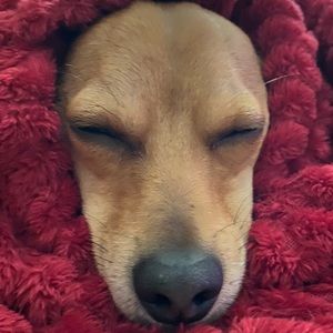 Meet your Posher, Jacqueline